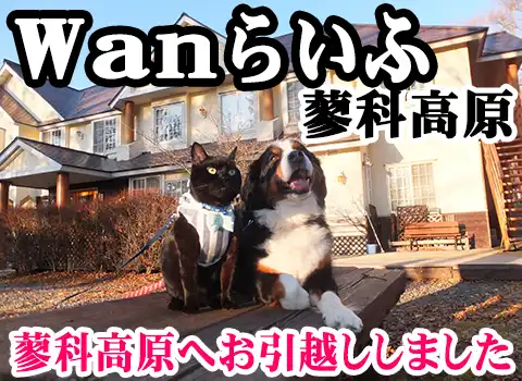 X̃yVWan炢
