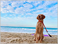愛犬と癒しのアジアンリゾート 海宿 太陽人