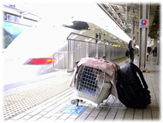 ペットと泊まれる宿 コラム 犬連れ新幹線の旅にチャレンジ ステイウィズドッグ